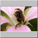 Macropis sp - Schenkelbiene m01b 9mm.jpg